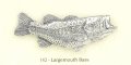 コレクションピン 142 ラージマウスバス (6.5cm-1.2cm)ピンズ バッチ スズ ピューター ピンバッジ