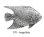 画像1: ピンバッジ エンゼルフィッシュ 270 Angelfish 魚 熱帯魚 ピンズ バッチ スズ シルバー ピューター ブローチ バッジ バッヂ【ゆうパケット発送可】 (1)