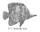 画像1: ピンバッジ バタフライフィッシュ 271 魚 ピンズ バッチ スズ シルバー ピューター ブローチ バッジ バッヂ【ゆうパケット発送可】 (1)