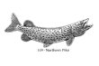 画像1: ピンバッジ ノーザンパイク 109 カワカマス かます 魚 ピンズ バッチ スズ シルバー ピューター ブローチ バッジ バッヂ (1)