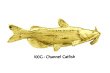 画像1: ピンバッジ チャネルキャットフィッシュ 100G 24K ゴールドメッキ ピンズ バッチ ブローチ アメリカナマズ (1)